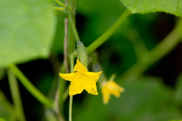 Cucumber Flower Branch Greenhouse — Stock Photo, Image