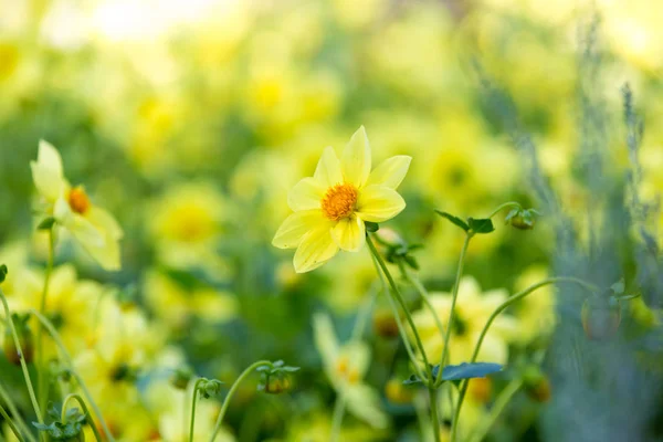 Flowerbed Yellow Flowers — Stock Photo, Image