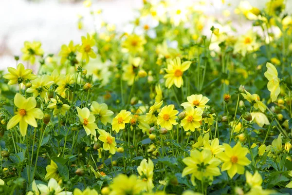 Flowerbed Yellow Flowers — Stock Photo, Image