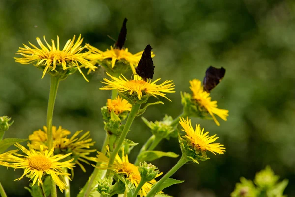 Troupeau Papillons Sur Fleurs Jaunes — Photo