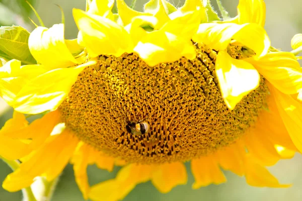 Жовтий Соняшник Джмель Саду — стокове фото