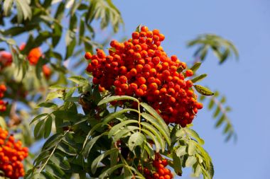 RIPE rowan mavi gökyüzü arka plan üzerinde bir demet