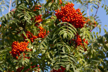 RIPE rowan mavi gökyüzü arka plan üzerinde bir demet