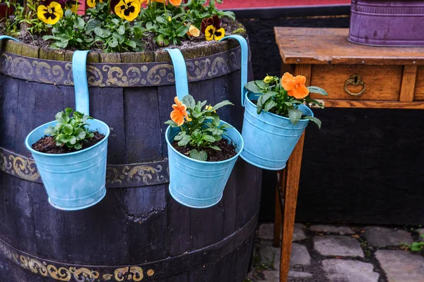 Blooming Flowers Blue Pots Outdoors — Stock Photo, Image