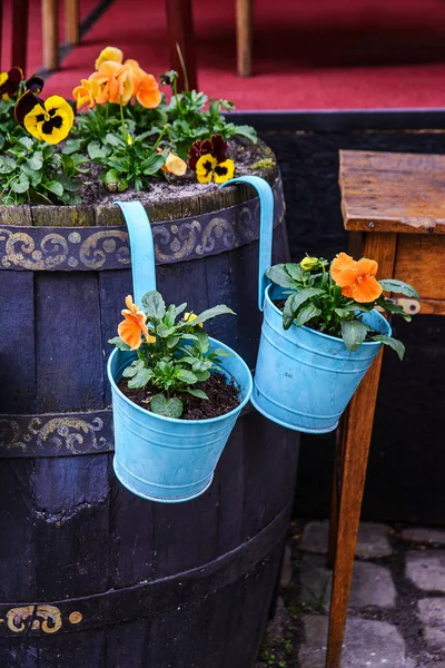 Blooming Flowers Blue Pots Outdoors — Stock Photo, Image