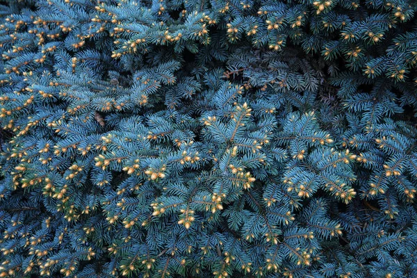 Tannenbaum Brunch Flauschiger Tannenbaum Brunch Aus Nächster Nähe Weihnachtlicher Hintergrund — Stockfoto