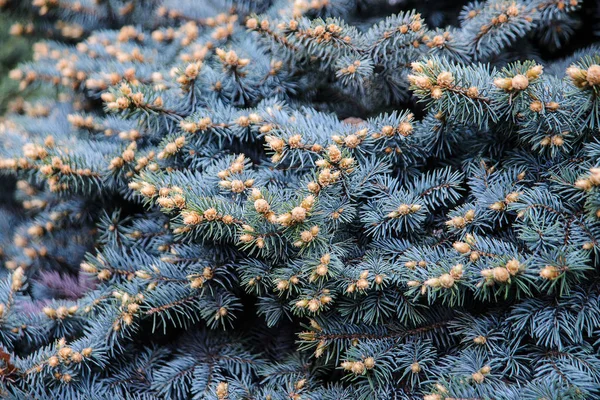 Tannenbaum Brunch Flauschiger Tannenbaum Brunch Aus Nächster Nähe Weihnachtlicher Hintergrund — Stockfoto