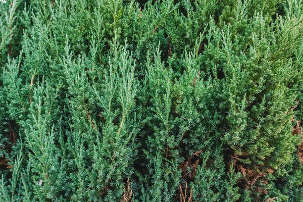 Ramos Verdes Abeto Como Uma Decoração Férias Perfeita — Fotografia de Stock