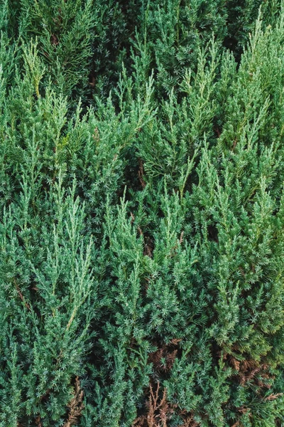 Tannenbaumgrüne Zweige Als Perfekte Urlaubsdekoration — Stockfoto
