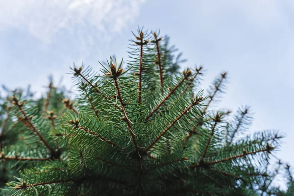 Fir Tree Brunch Aan Hemel — Stockfoto