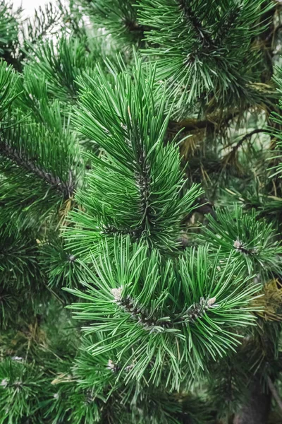 Árbol Abeto Ramas Verdes Como Una Decoración Vacaciones Perfecta —  Fotos de Stock