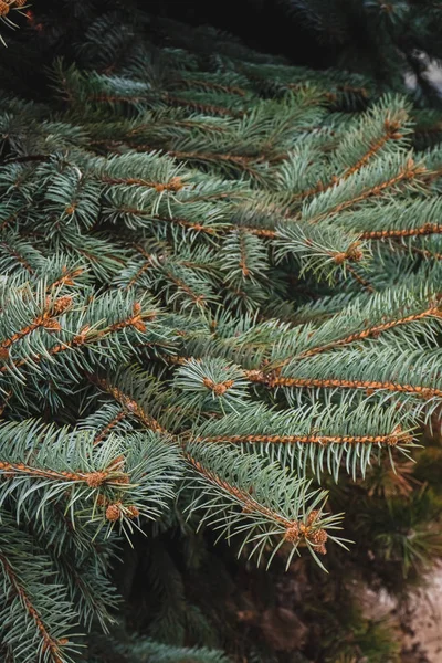 冷杉绿枝作为一种完美的假日装饰 — 图库照片