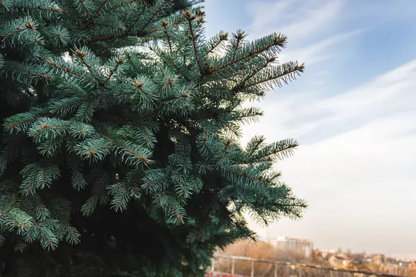 Tannenbaum Brunch Himmel — Stockfoto