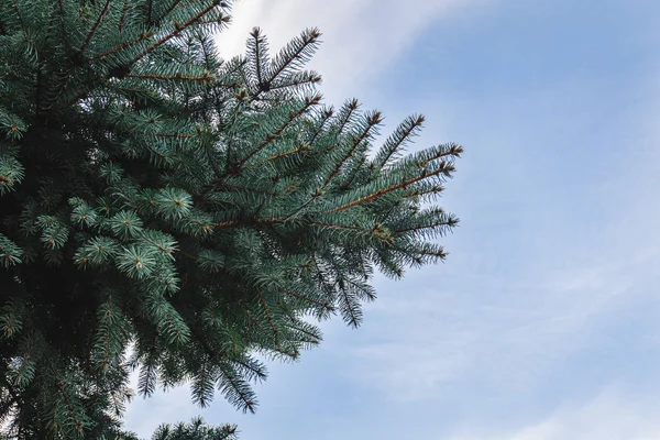 Tannenbaum Brunch Himmel — Stockfoto