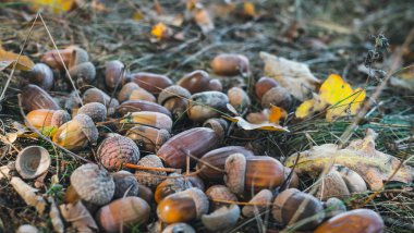 Sonbahar düşen yapraklar ve meşe palamutları