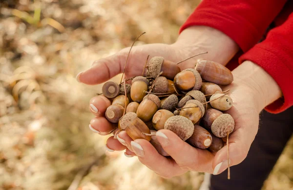Autumn forest walk. A handful of acorns — Stock Photo, Image