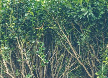Hedge. Bush Şimşir