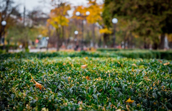 Őszi Park Walk — Stock Fotó