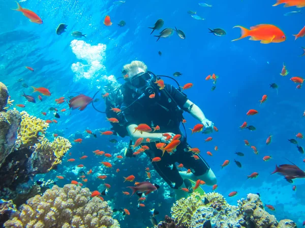 海の野生の自然の美しさ。紅海でのダイビング — ストック写真