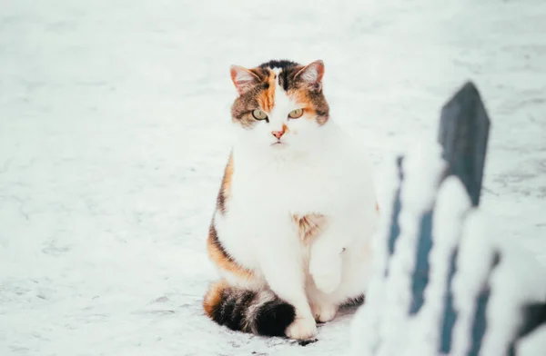 Gevlekte kat op de achtergrond van met sneeuw bedekte werf — Stockfoto