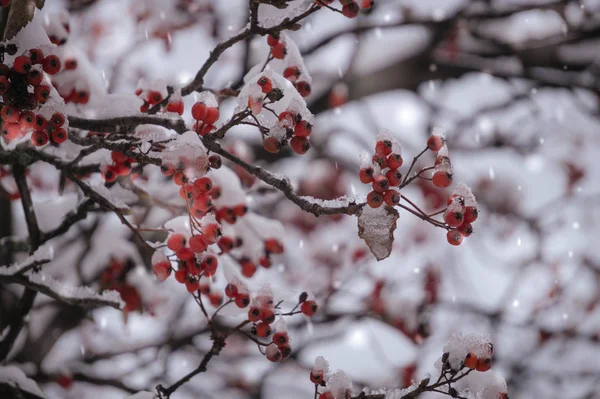 Winter garden. The wood of mountain ash under snow