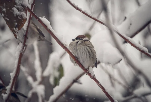 Kerstkaart. Sparrow in de wintertuin — Stockfoto