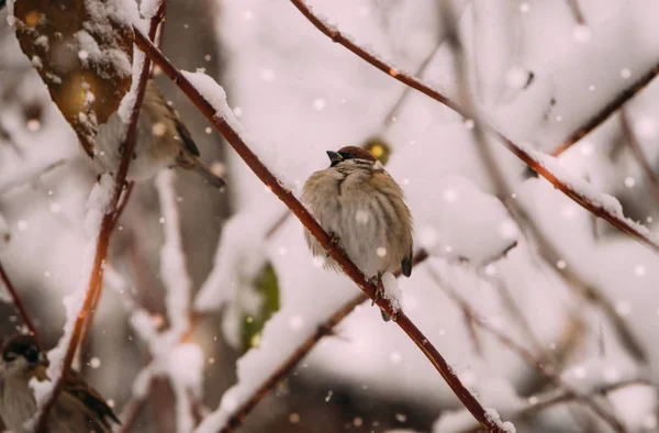 Gorrión en el jardín de invierno —  Fotos de Stock