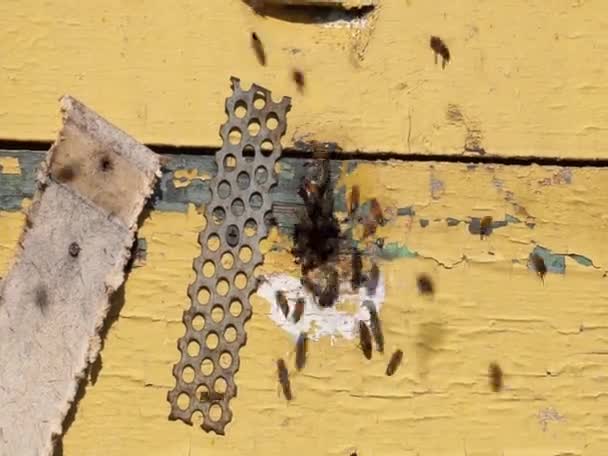 在村子里的蜜蜂农场 — 图库视频影像
