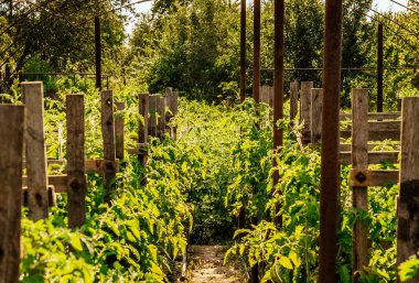 Sera fidan domates ile