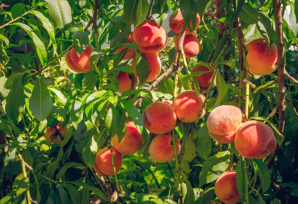 Perzik zomertuin — Stockfoto