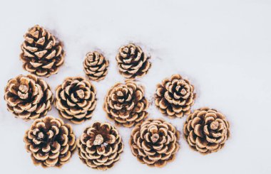 Kış manzarası. İğne yapraklı koniler