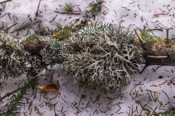 Pianta è lichene su un ramo di abete rosso nella foresta — Foto Stock
