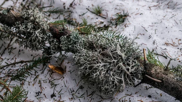 Medicinal Icelandic moss on a spruce branch. Medicine based on medicinal herbs