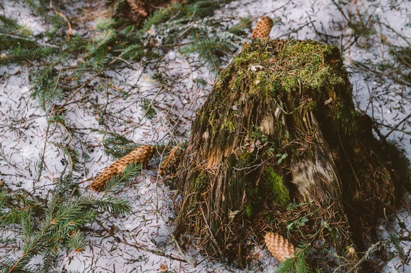 Vecchia foresta di conifere nelle montagne dei Carpazi. ceppo secco di abete rosso, e rami e coni di abete rosso fresco — Foto Stock