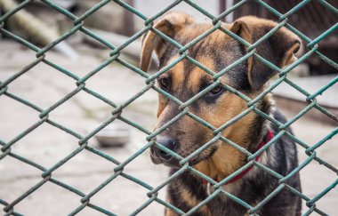 Sevimli evsiz köpek sahibiyle tanışmak umuduyla,