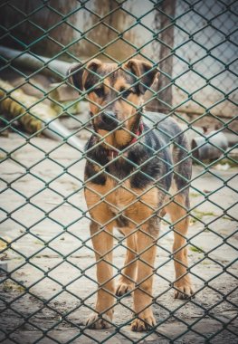 Şirin evsiz köpek yavrusu. Terk edilmiş hayvanlar için barınak