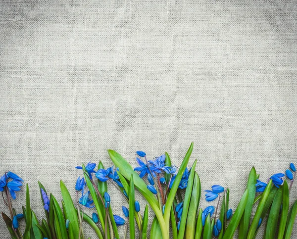 Primavera azul Scilla no fundo de tecido de linho. Cartão postal Primavera — Fotografia de Stock