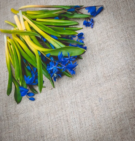 Primeiras flores de primavera e um tecido de linho. Cartão de Páscoa — Fotografia de Stock