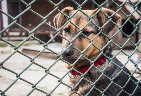 Pequeño cachorro indefenso en el refugio de animales —  Fotos de Stock