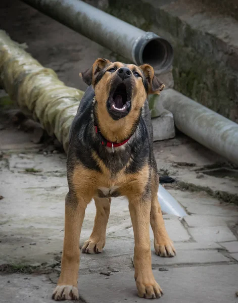 Ladridos agresivos perro —  Fotos de Stock