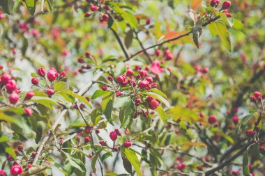 Çiçek açan elma bahçesi. Elma ağacının kırmızı çiçekler