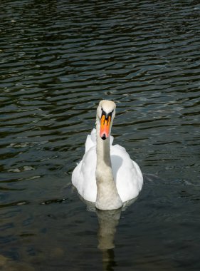 Gölde yüzen zarif beyaz kuğu. Güzel göçmen kuş