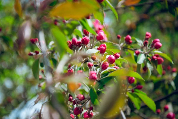 Zonnige lente en heldere bloeiende appelboomgaard — Stockfoto