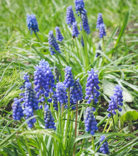 Pradera de primavera escénica. Cebolla víbora en el período de floración —  Fotos de Stock