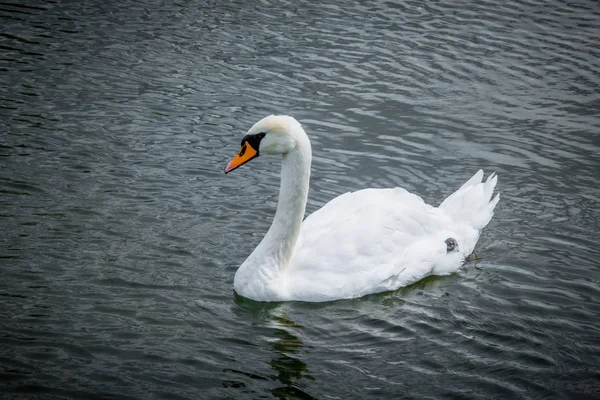 Graceful white Swan floating on the lake. Picturesque city pond