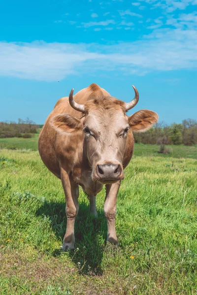 Farming in Eastern Europe. A curious cow — Stock Photo, Image