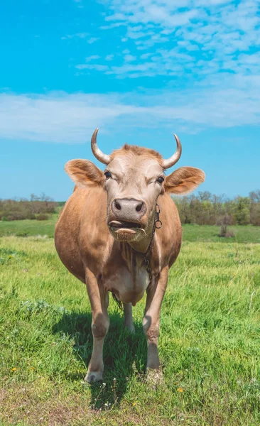 Funny cow on a pasture