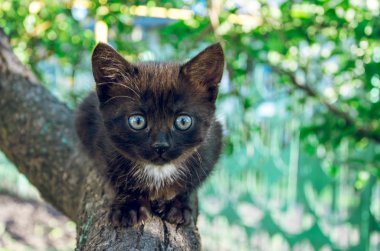 Yavru kedi güzel ve Bahçe bahar