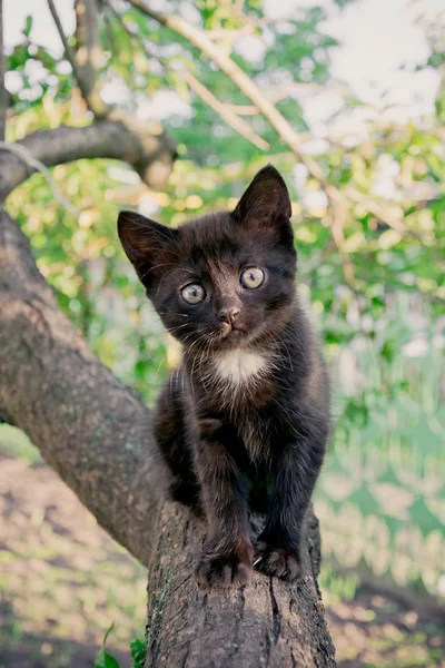 Little kitten in the yard — Stock Photo, Image