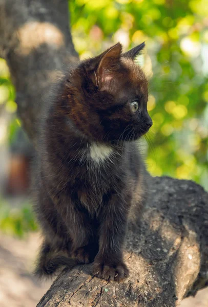 Цікавий кошеня сидить на гілці плодового дерева — стокове фото